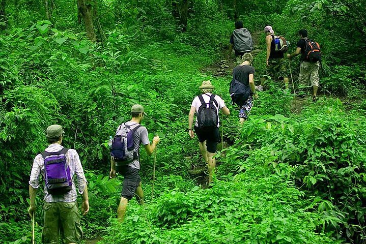 Jungle trekking through rainforests